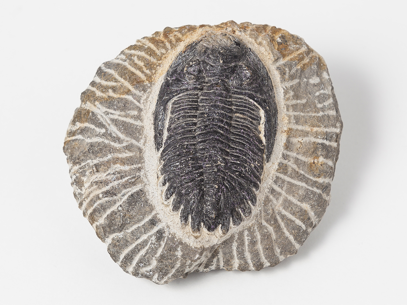 The Cambrian Explosion Mystery Deepens | The Institute for Creation Research The Cambrian Explosion Mystery Deepens | The Institute for Creation Research
