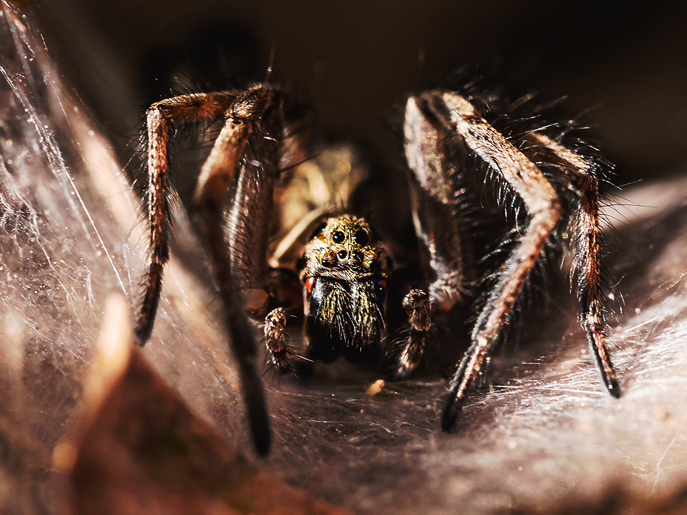 What You Need to Know About Yellow Sac Spiders | Hawx Pest Control