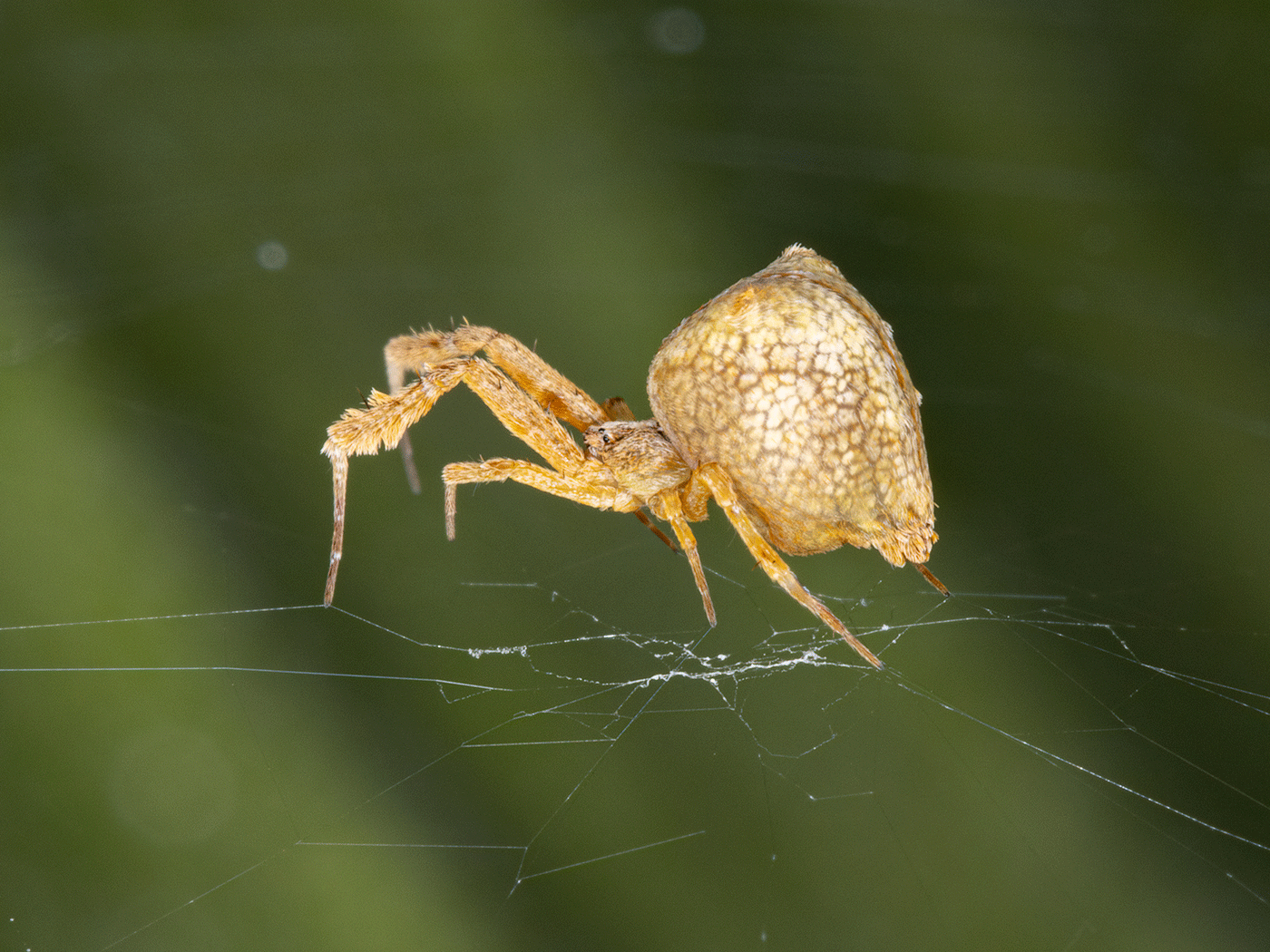 Spiders' web-making secrets unraveled