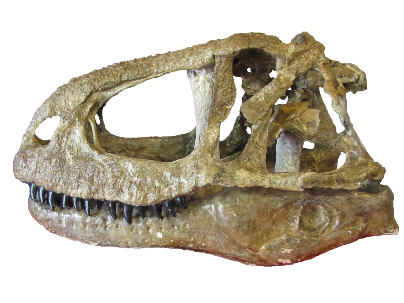 Newly discovered, primitive cousins of T. rex shed light on the