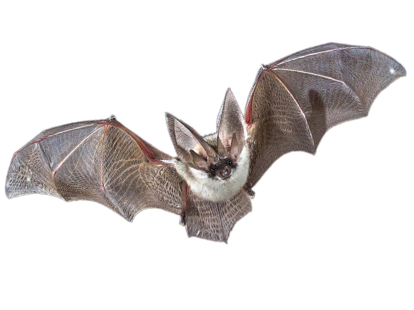 bat wings