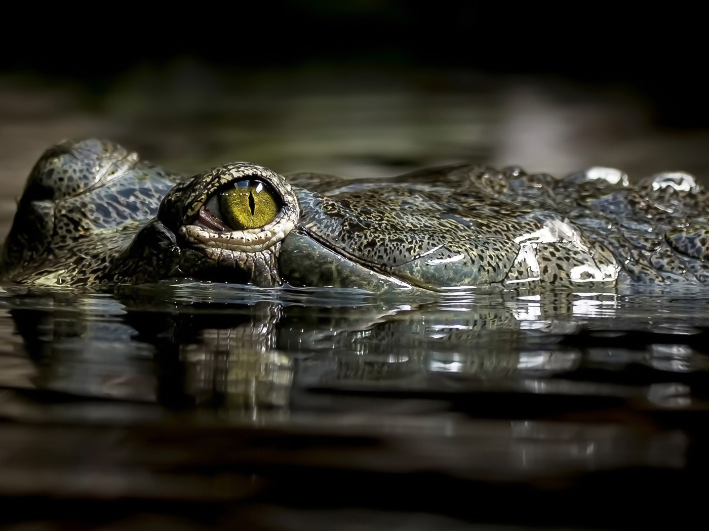 Your Crocodile Skin City Steamer is keeping crocodiles alive