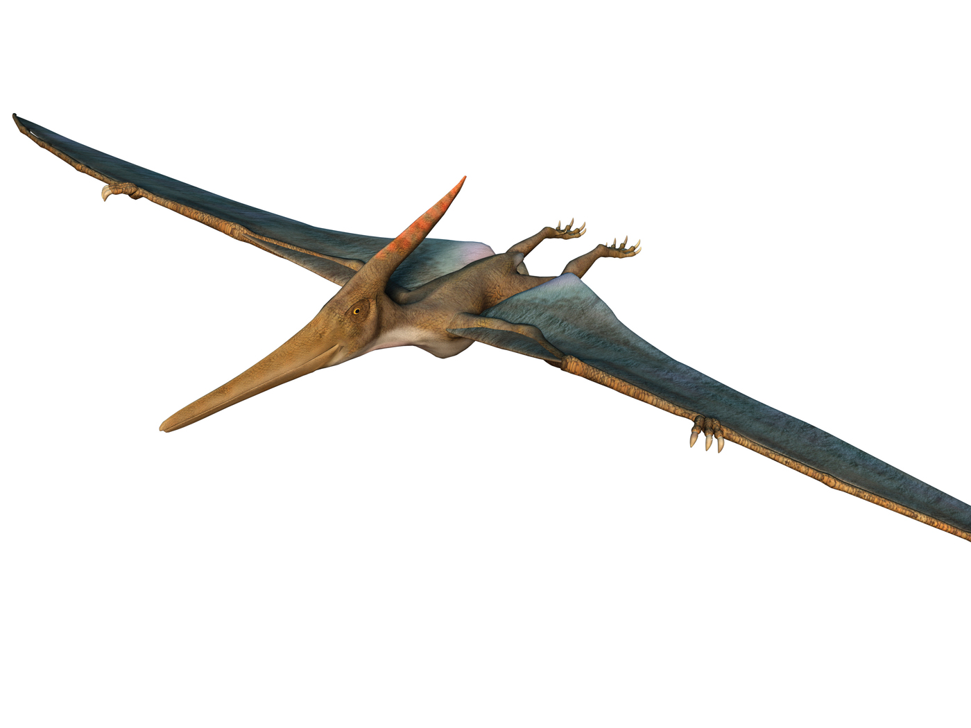 Pterodactyls And Other 'Flying Dinosaurs' Were Actually Di-not-saurs