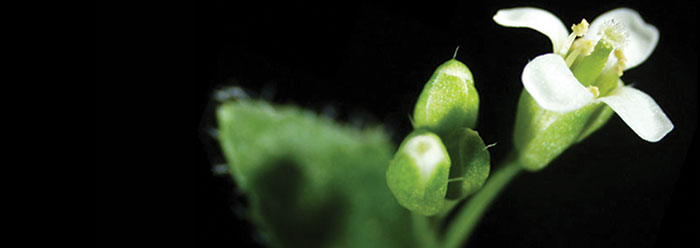 Complex Bioengineering in Blooming Flowers