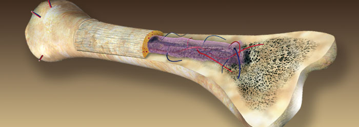 Made in His Image: Bone, An Engineering Marvel