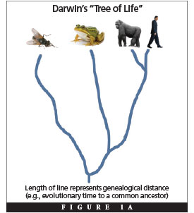 darwin_vs_genetics_fig1a.jpg