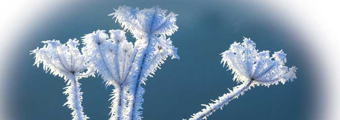 Extreme Cold Can Be an Inconvenient Truth: Botanical Design Ensures Plant  Survival