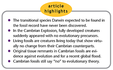 The Fossils Still Say No: The Cambrian Explosion | The Institute for  Creation Research