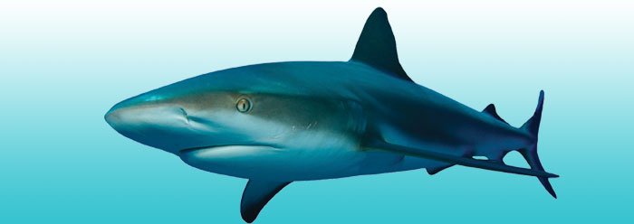 Hybrid Sharks and Evolutionary Storytelling | The Institute for