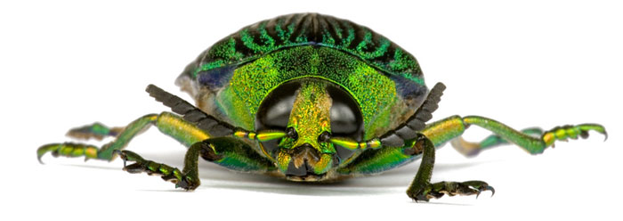 Jewel Beetles - Natural pieces of jewellery - Natural History Curiosities