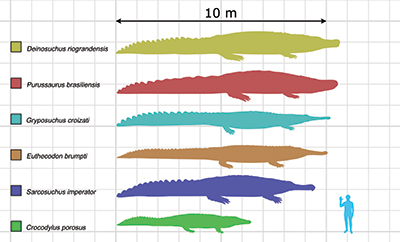 Leviathan: Legend, Croc, or Something Else?