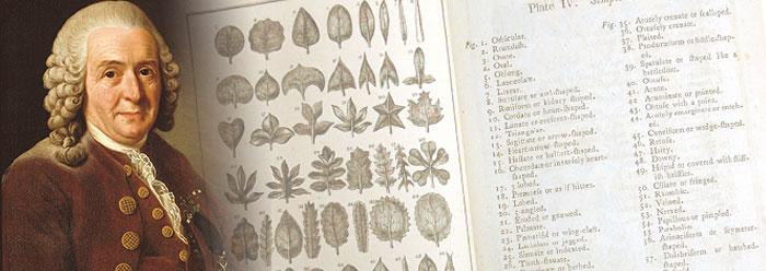 Carolus Linnaeus: Founder of Modern Taxonomy | The Institute for Creation Research