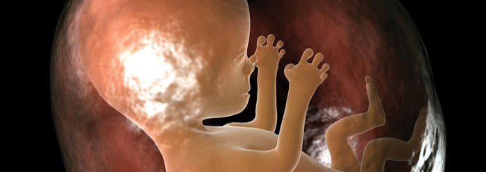 Made in His Image: Human Gestation