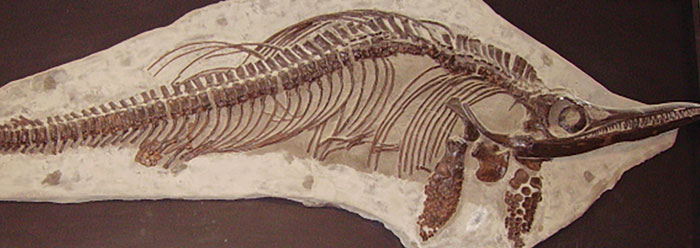 Image result for fossils