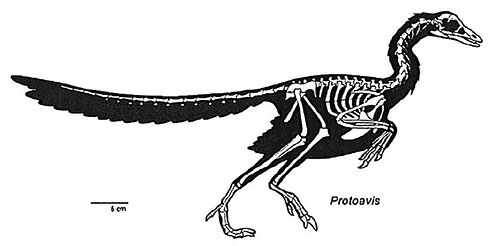 The World's Oldest Bird Fossil | The Institute for Creation Research