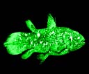 coelacanth