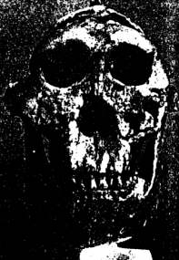 skull