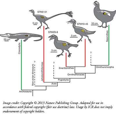 Crocodile Evolution Chart