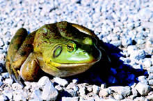 Frog