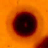 Figure 2. A dark, fully-formed 238U radiohalo in a biotite grain in the Cooma granodiorite of southeastern Australia.  The diameter of the radio-halo is approximately 40 microns.