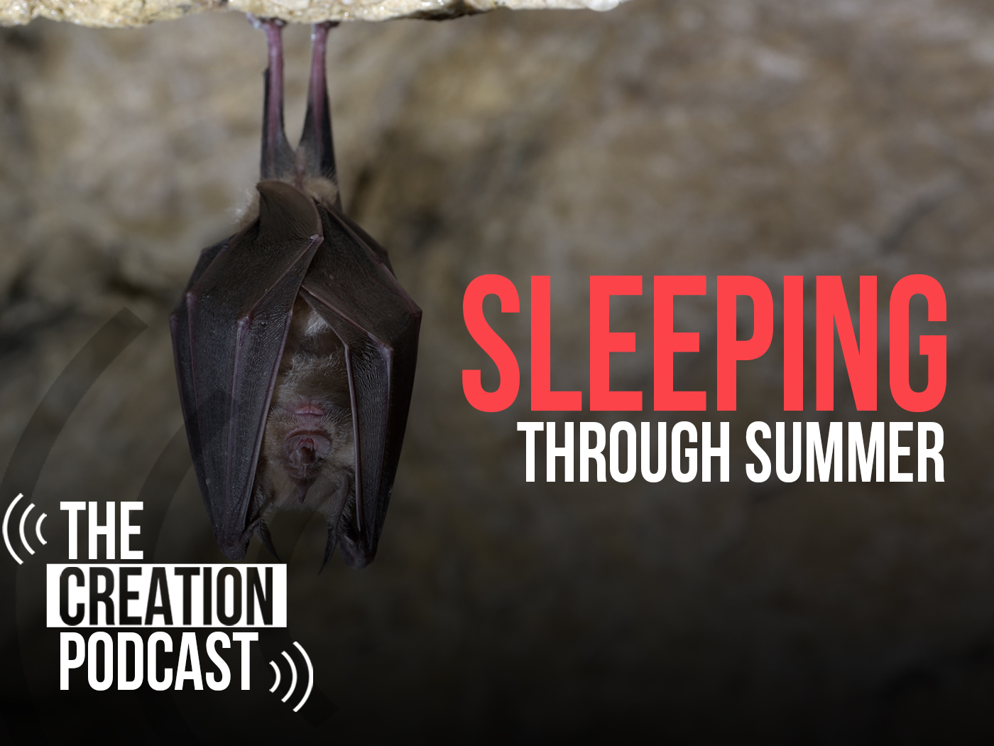 Why Do Animals Hibernate? | The Creation Podcast: Episode 45