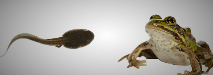 When a Tadpole Turns into a Frog - Is This Evolution in Action