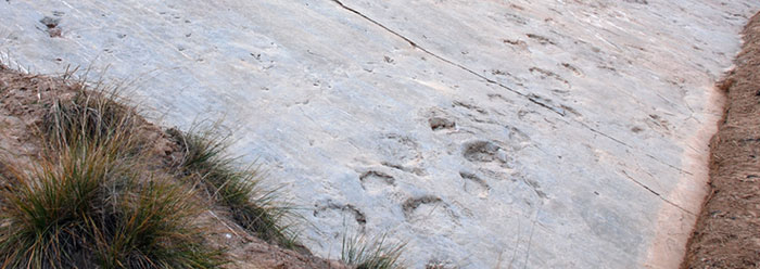 Sauropod swimmers or walkers?