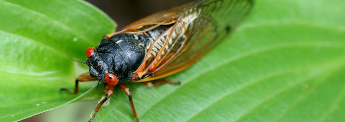 Cicadas Make Great Mathematicians | The Institute for Creation Research