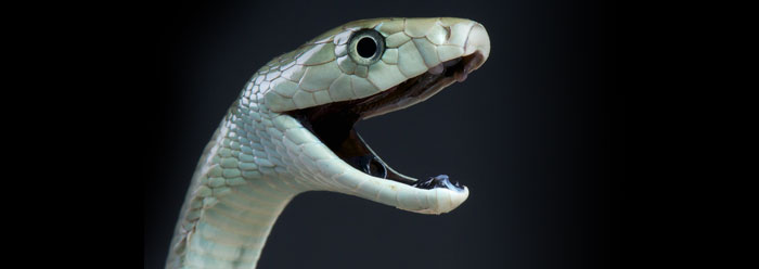 Decoding Snake Venoms - Wildlife SOS