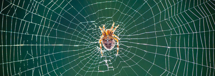 Power of the web: The secret of how spiders catch their prey, The  Independent