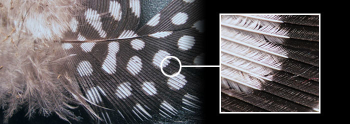 Fossil Feathers Convey Color