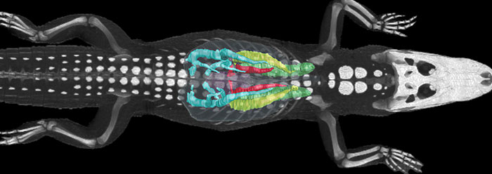 Alligator Lung Design Prompts Evolutionary Rewrite | The Institute for
