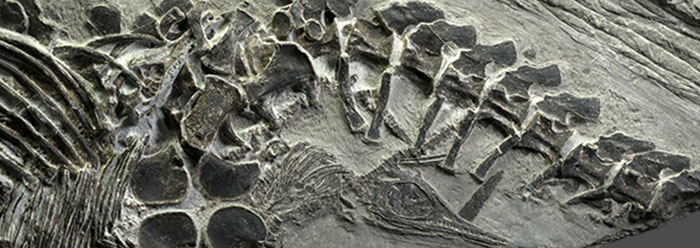 Flattened Ichthyosaur Fossil Gets New Life With X-ray Vision - The New York  Times