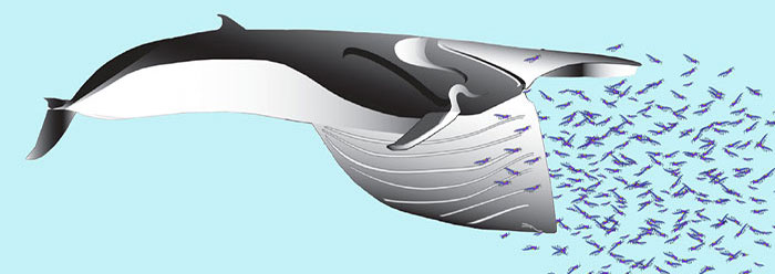 rorqual_whales_wide.jpg