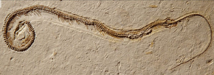 Snakes With Legs? The Curious Case of Snake Evolution! - Wildlife SOS