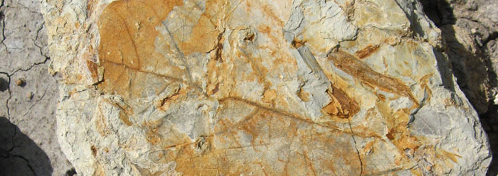 New Fossil Cache Shows Plants Haven